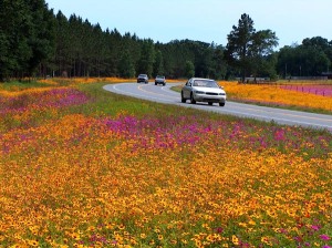 Florida’s beautiful spring time wildflowers in full bloom along US Highway 129, located in Suwannee county, Florida.